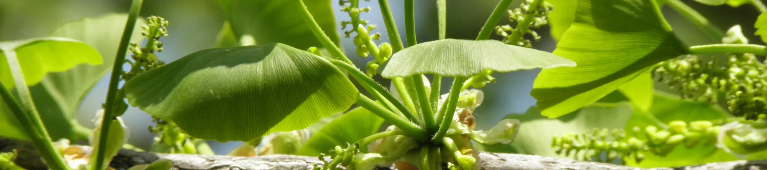 Ginkgo biloba leaves in summer
