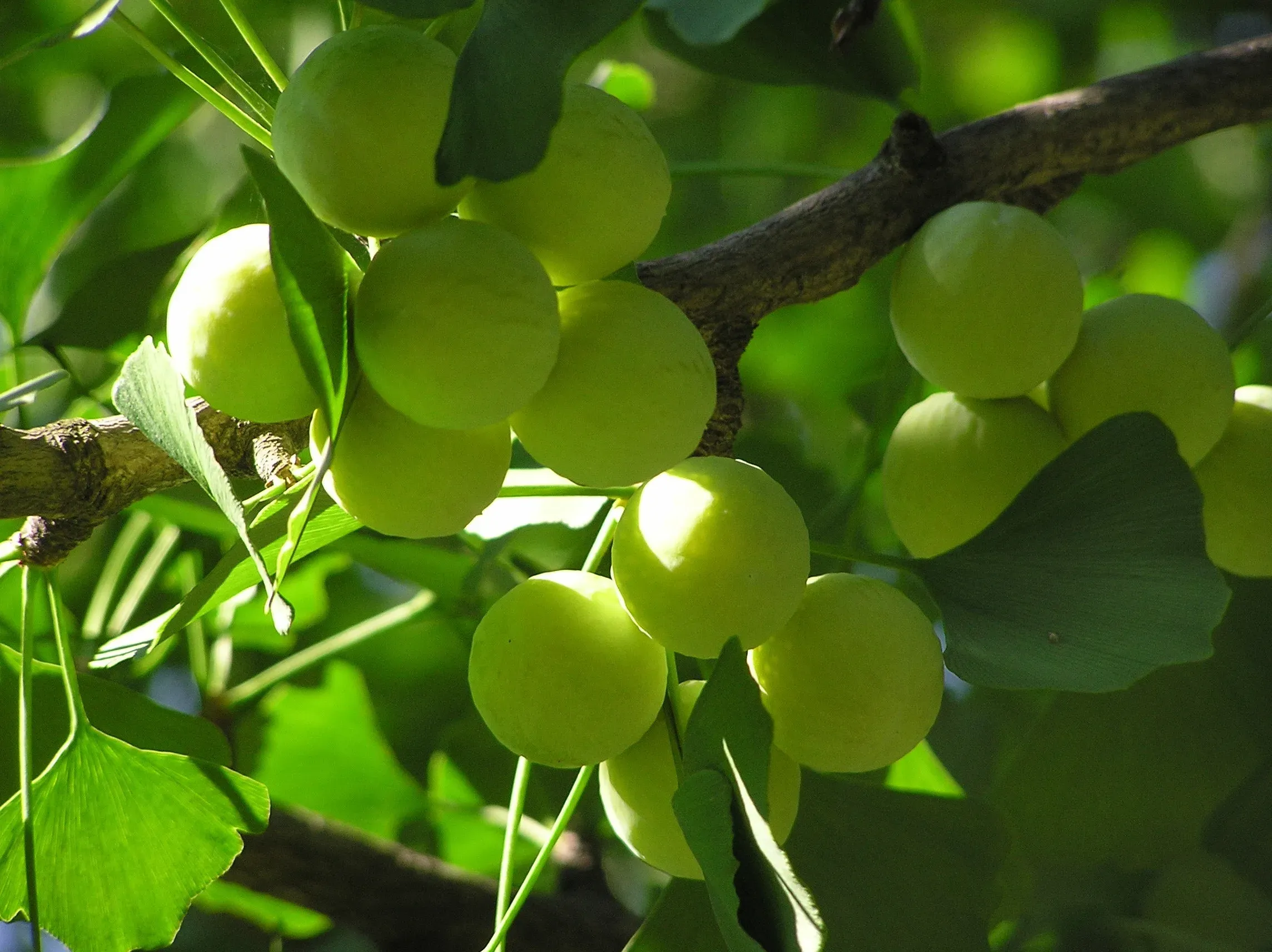 Ginkgo biloba flesh-covered seeds