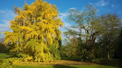Full ginkgo biloba tree with yellow leaves in autumn