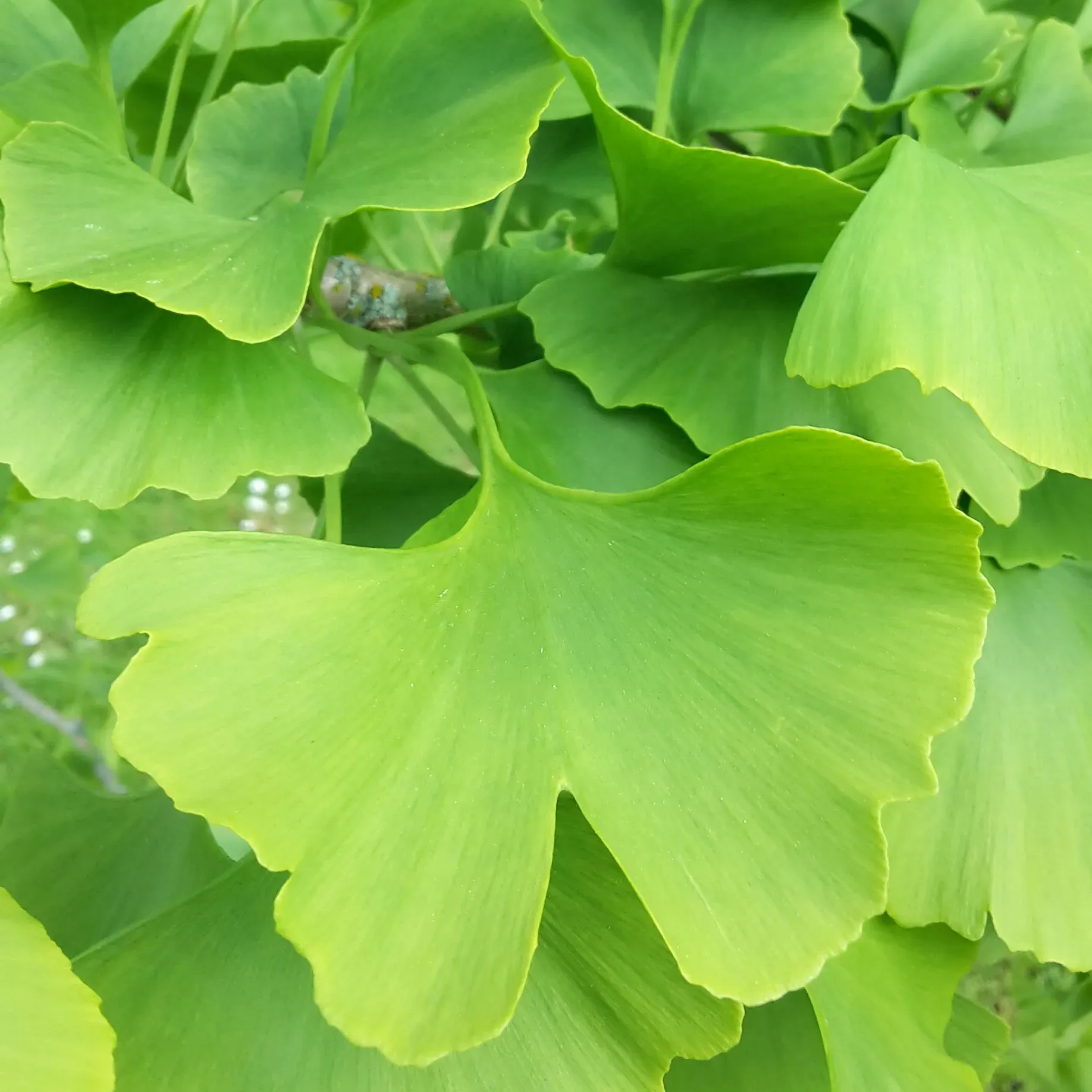 Ginkgo biloba.