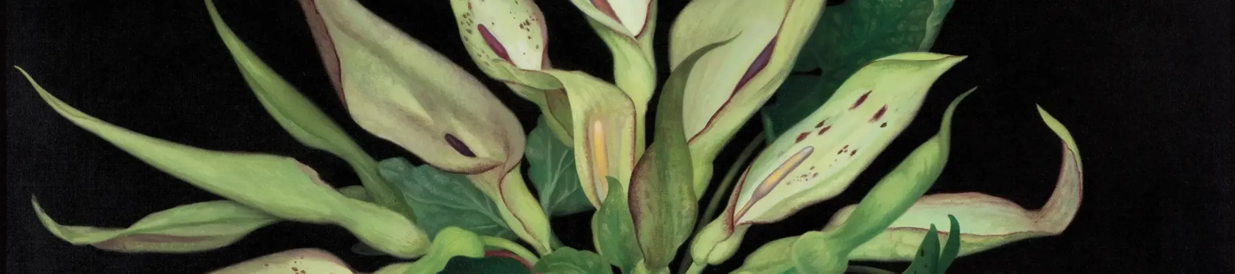 A painting of a collection of white flower arum lilies