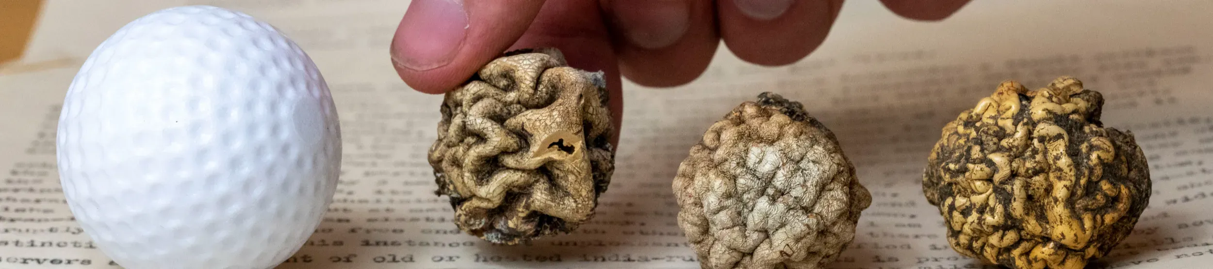 Golf ball is placed next to three specimens of Golfballia ambusta, one of which is being picked up by a hand.