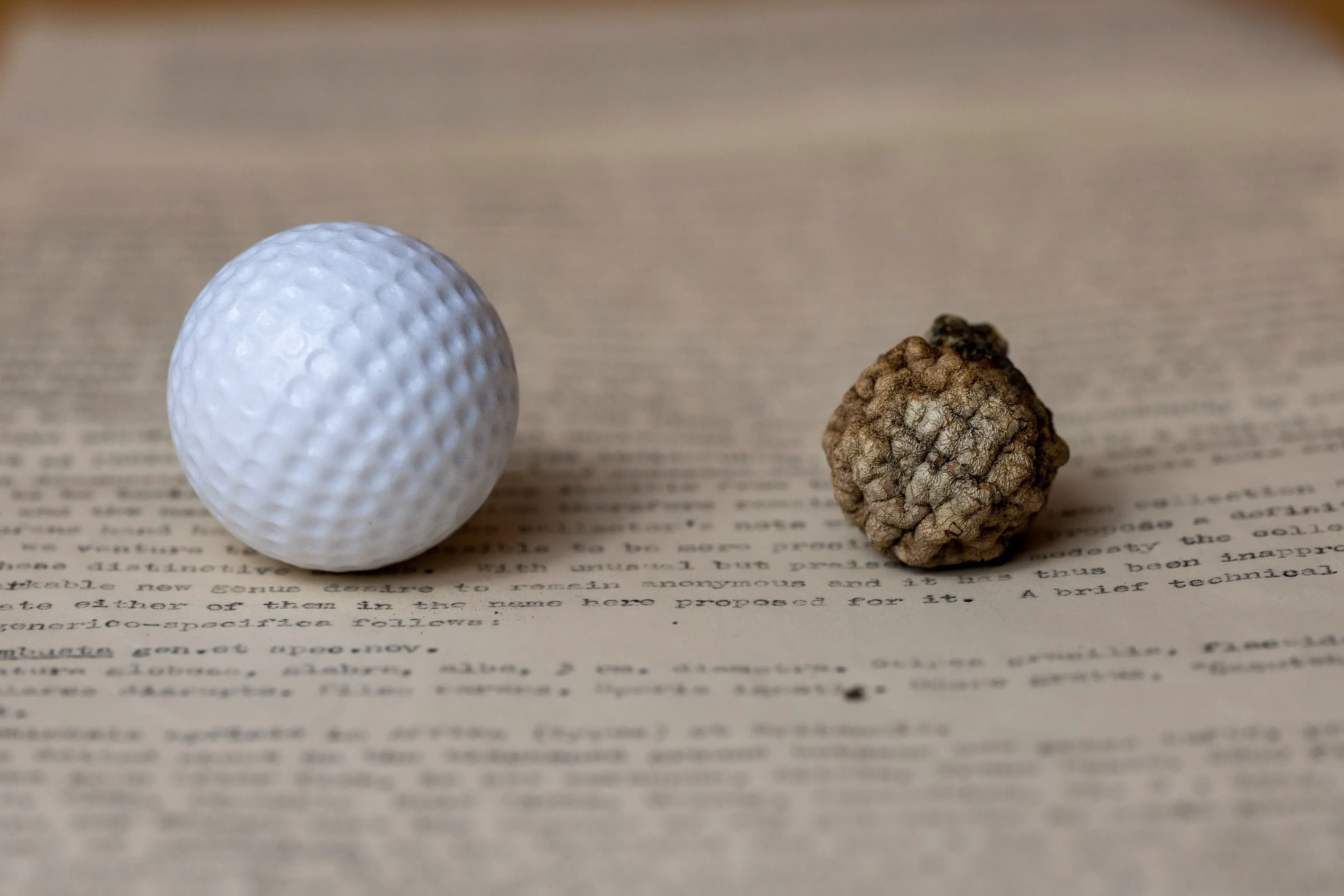 Side by side of a real golf ball and the burnt golf ball submitted to Kew. Both stand on a letter describing the burnt golf ball specimen.