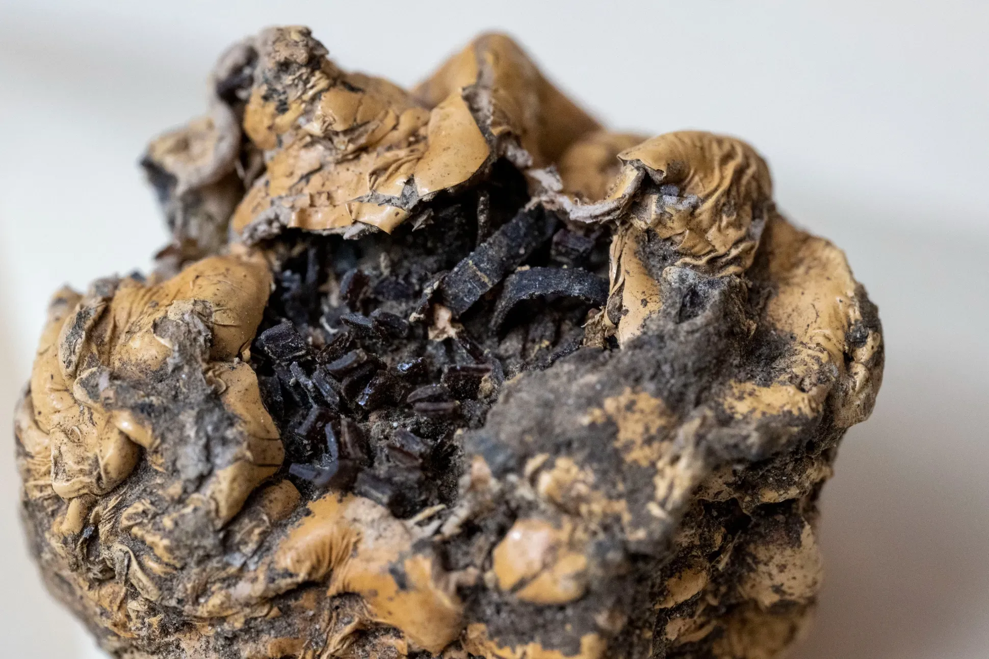 Close up of one of the burnt golf balls showing the tanned coloured exterior and black inner core made up of rubber strands.