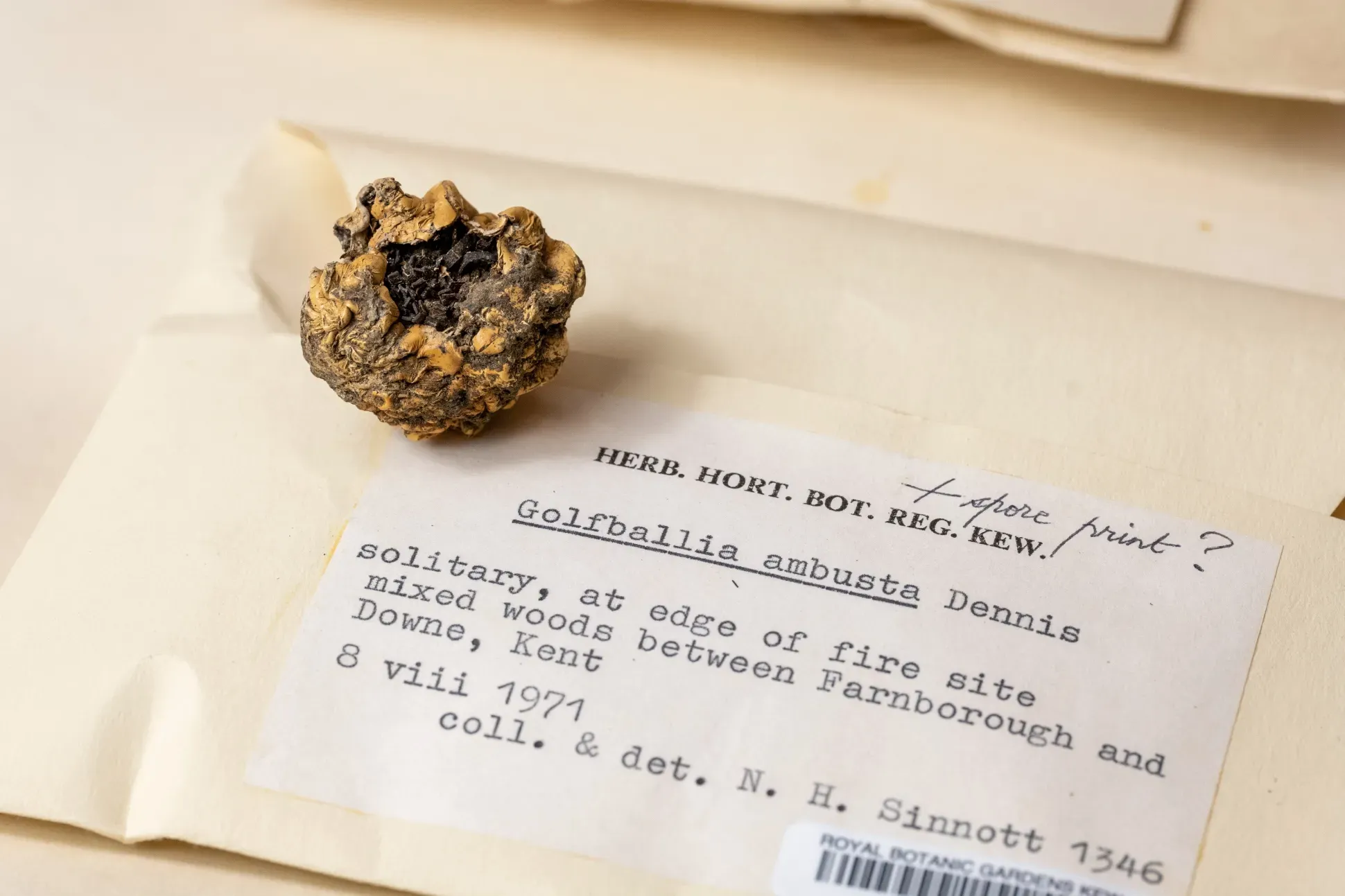 Golfballia ambusta specimen sits upon the envelope it is kept in