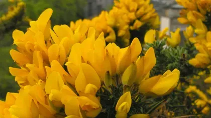 Bright yellow flowers of gorse