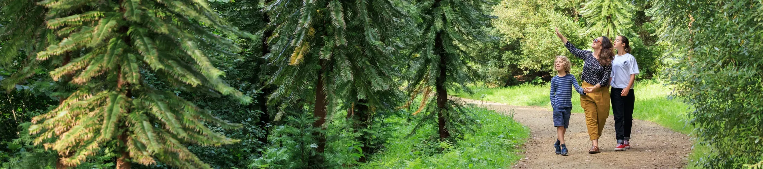 Coates Wood at Wakehurst