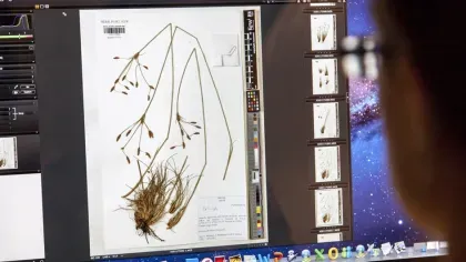 Digitising a plant specimen