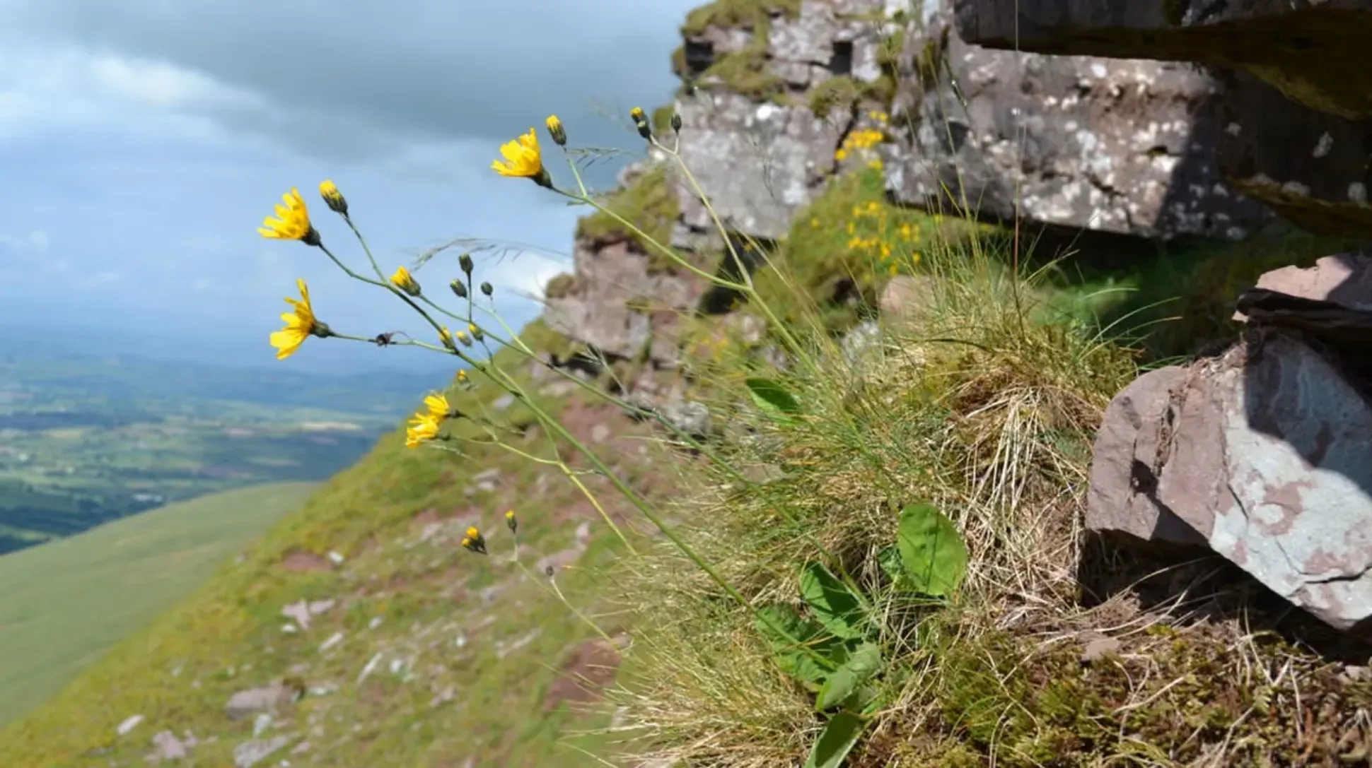 A yellow hawkweed growing on a cliffside in wales