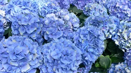 Blue mophead hydrangea flowers