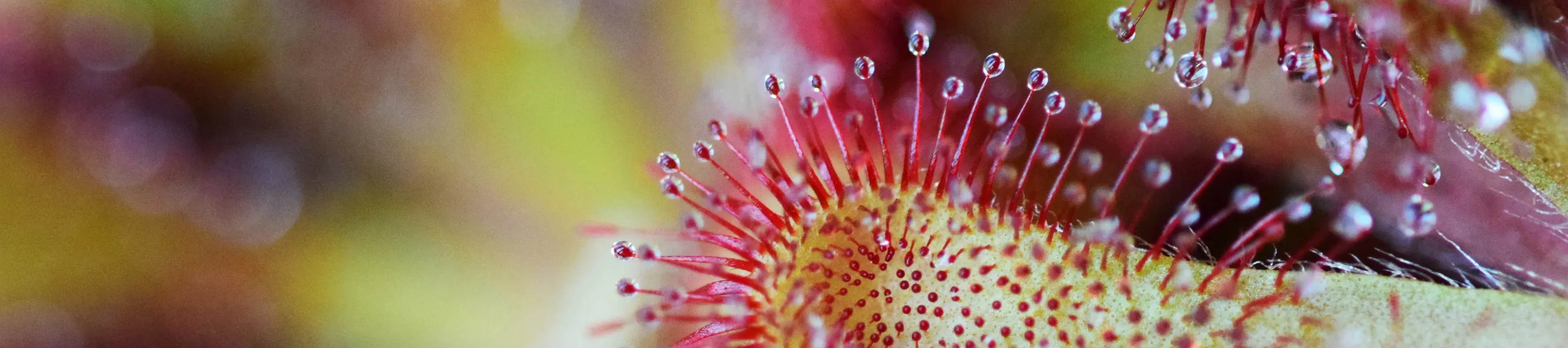 The elegant sundew, Drosera venusta, a sticky carnivorous plant at Kew