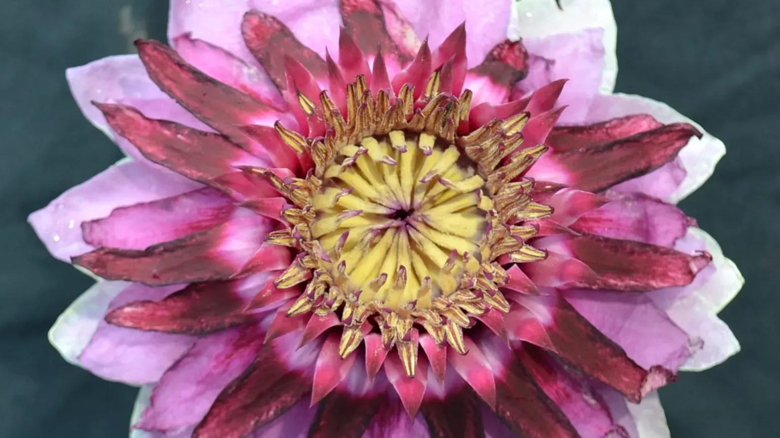 Large, pink flower of giant waterlily