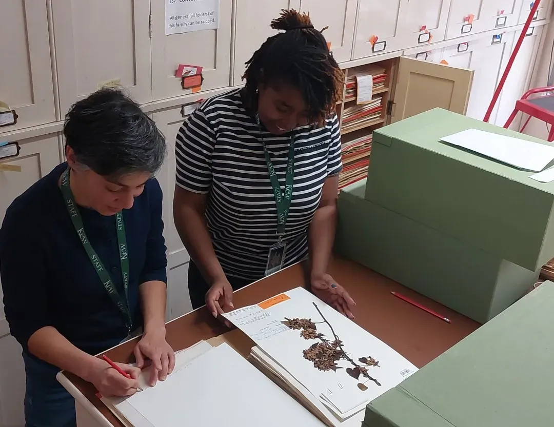 Two women examine and annotate herbarium specimens in a storage area, with archival boxes and specimen folders on the table.