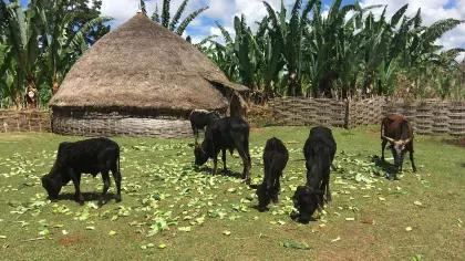 Goats feeding in Ethiopia by James Borrell
