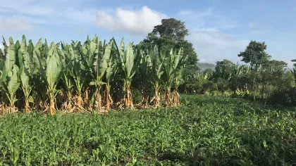 Ethiopian crops