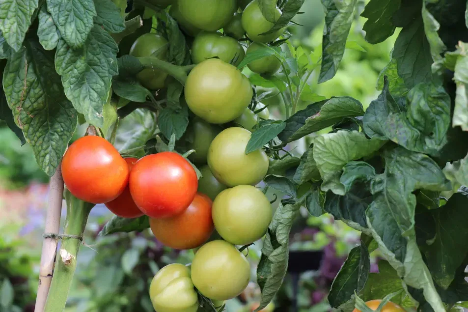 Tomato 'Shirley' in the Kitchen Garden
