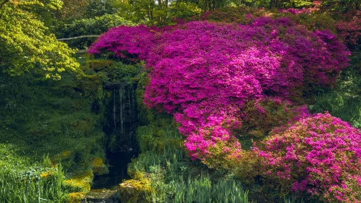A bright pink azalea bush in Wakehurst's Iris Dell