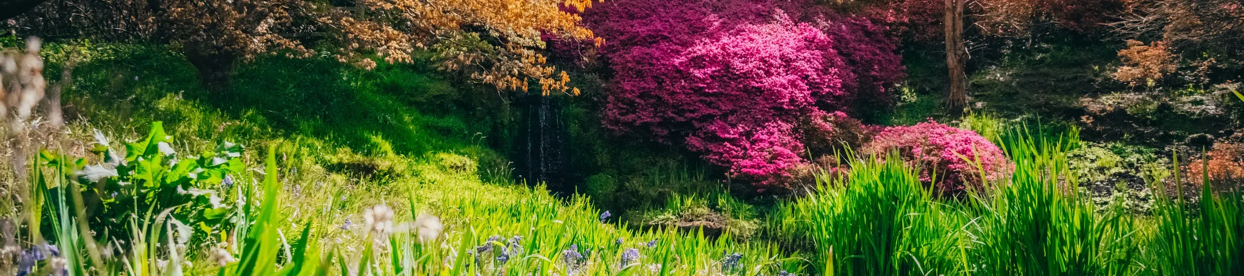 Irises in the foreground and a bright pink azelea bush