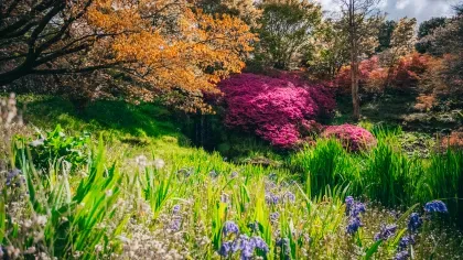 Irises in the foreground and a bright pink azelea bush