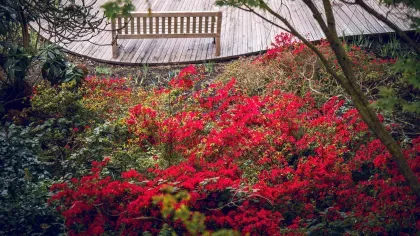 A bench in the Iris Dell, with a red rhododendron bush behind