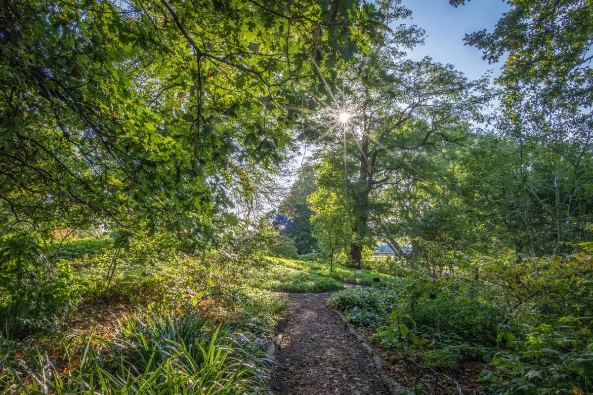 Sun shining through trees