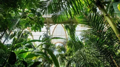View looking upwards through lush greenery inside a greenhouse