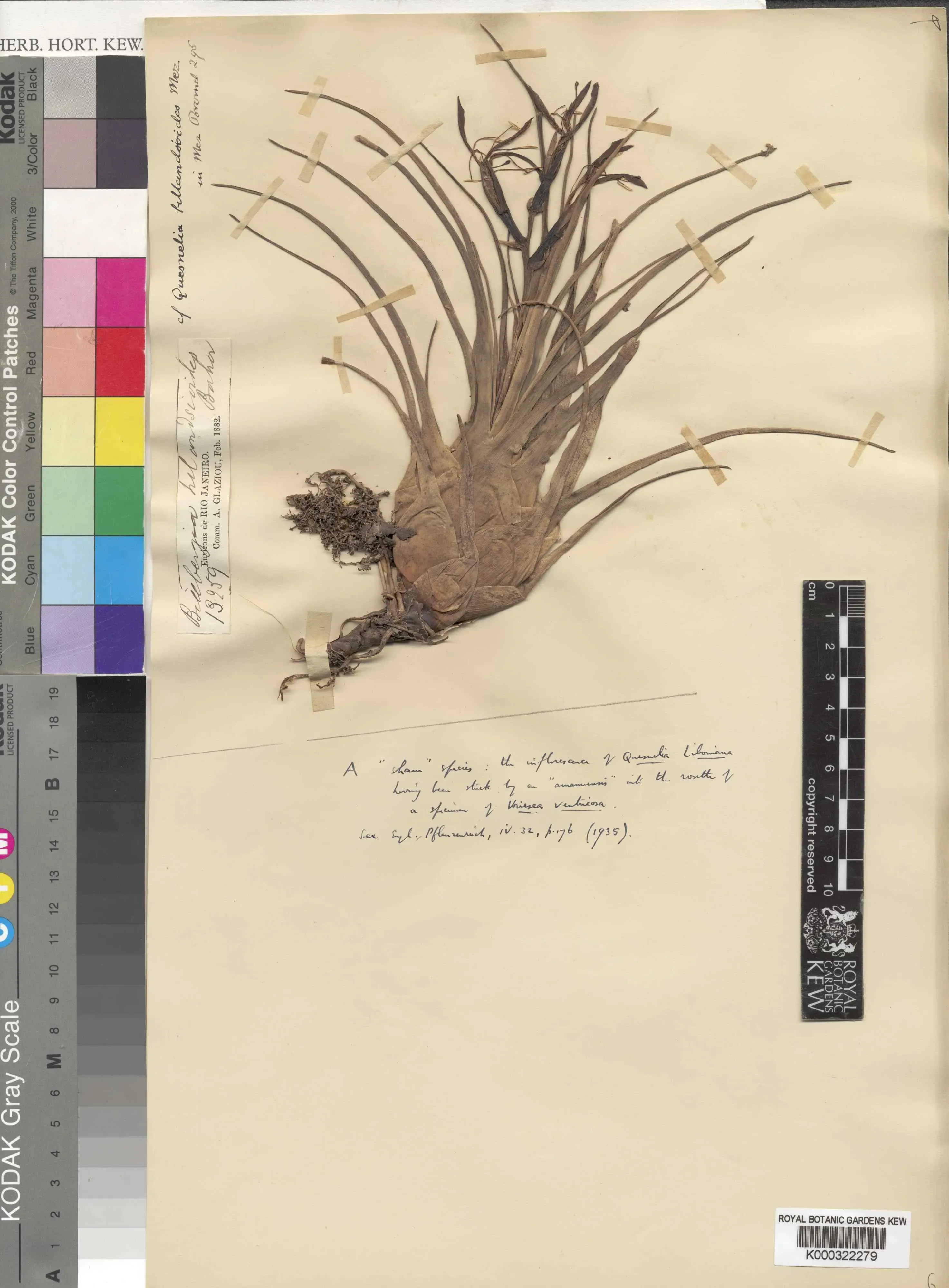 A herbarium sheet displaying a dried plant with long, narrow leaves taped to paper, alongside measurement scales and archival labels.