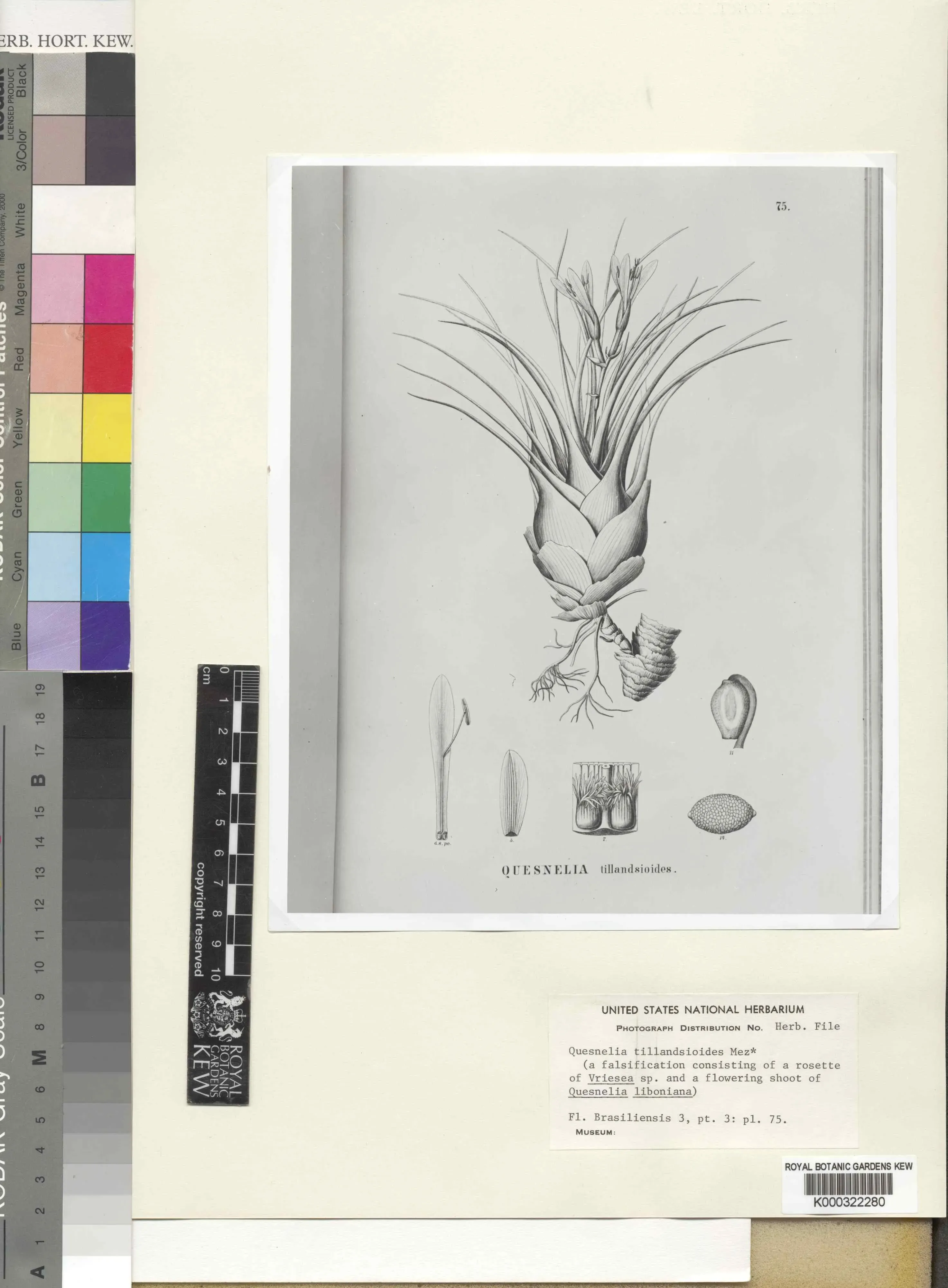 A black-and-white botanical illustration of a plant with long leaves and detailed anatomical drawings, mounted on a herbarium sheet with labels and measurement scales.