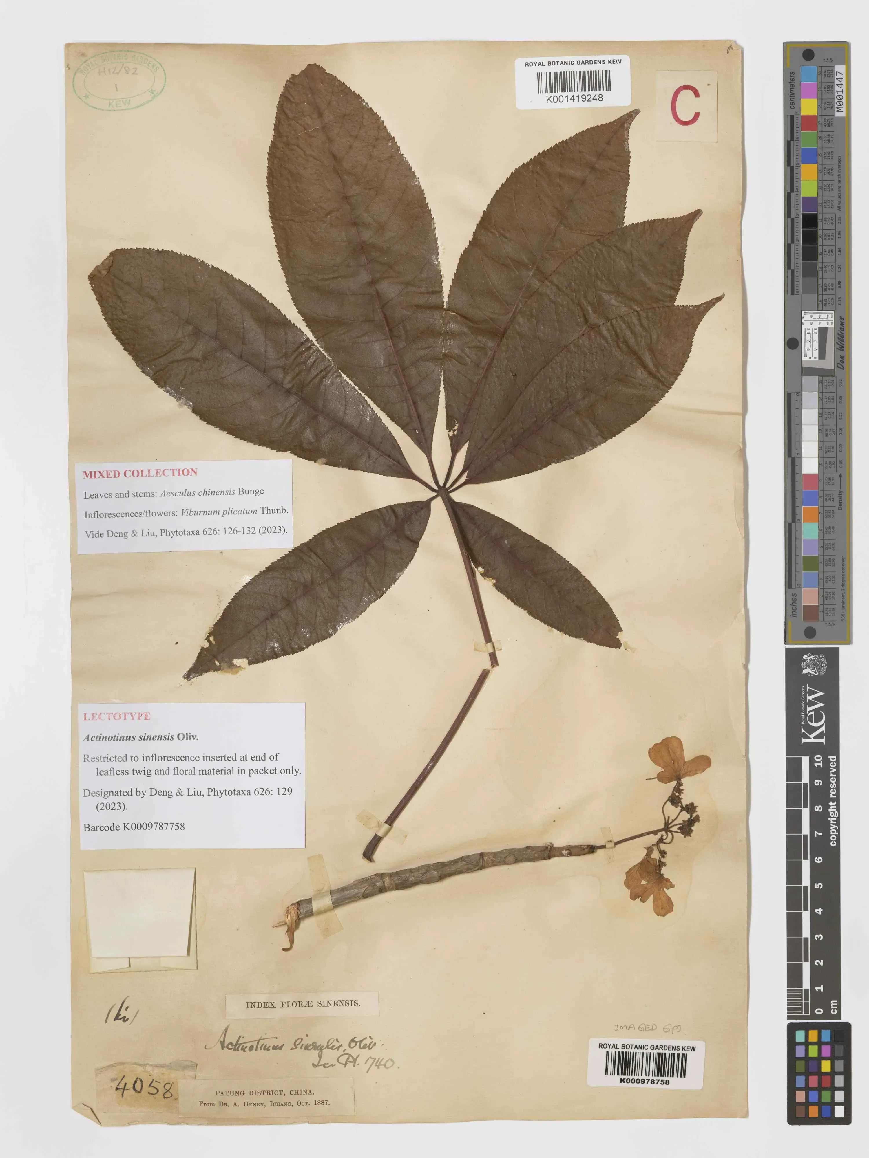 A herbarium sheet with a large compound leaf and a separate twig bearing small flowers, both taped to paper with labels, stamps, and measurement scales.