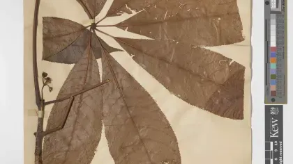 A herbarium sheet showing a large dried compound leaf with visible damage, attached to a stem, with archival labels, stamps, and measurement scales.