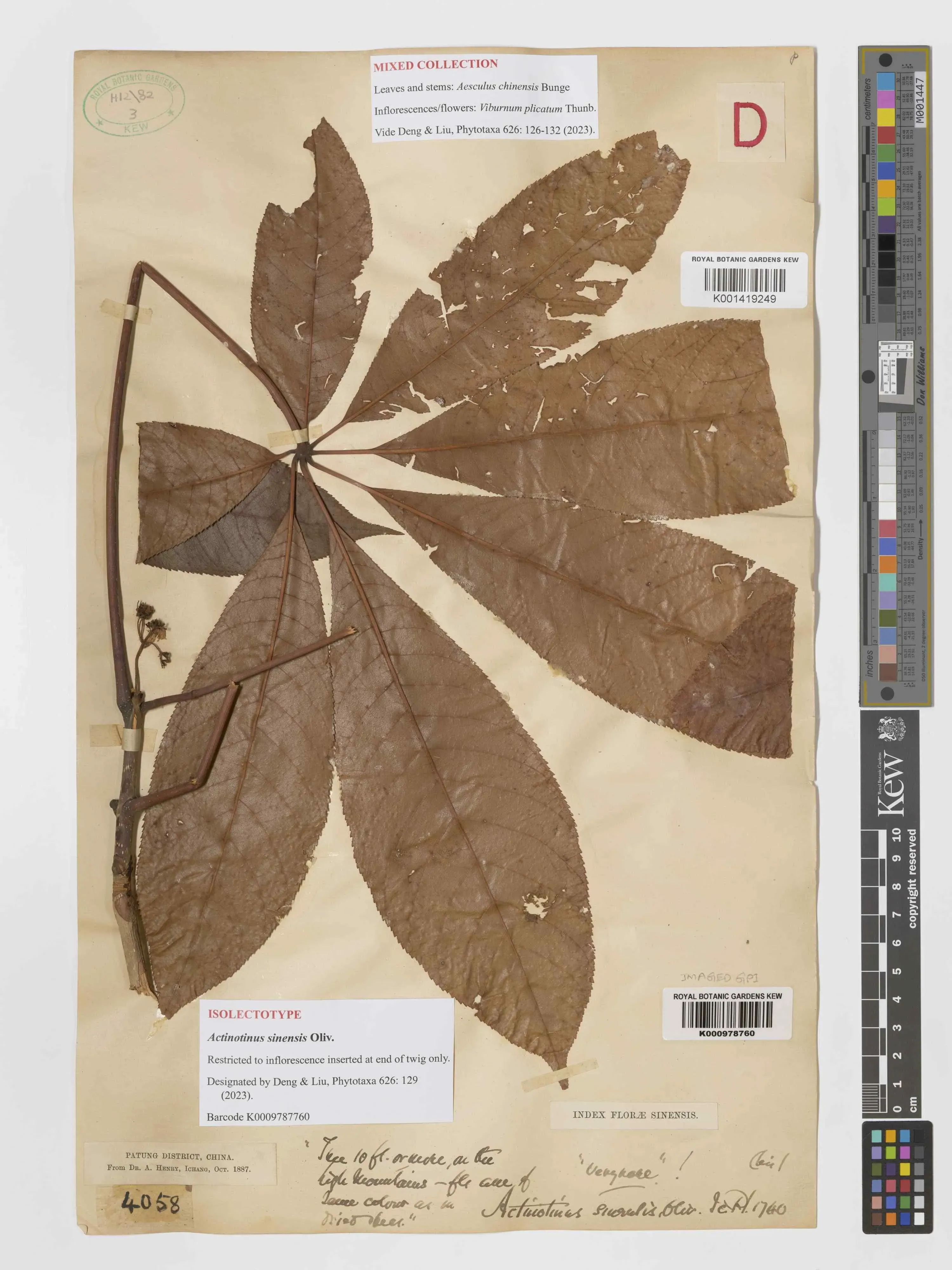 A herbarium sheet showing a large dried compound leaf with visible damage, attached to a stem, with archival labels, stamps, and measurement scales.