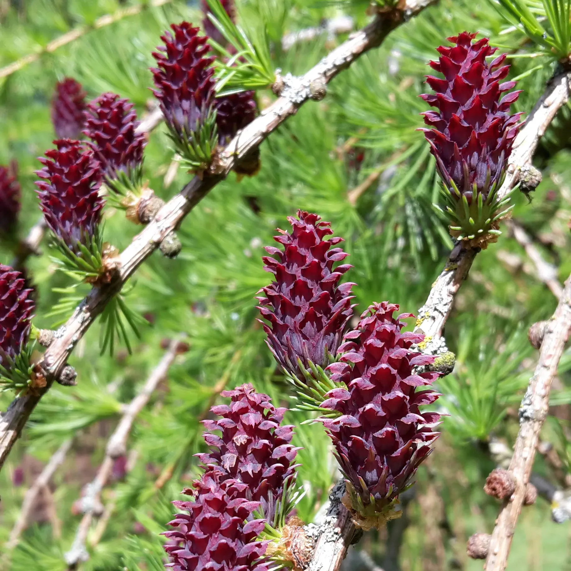 Plant.