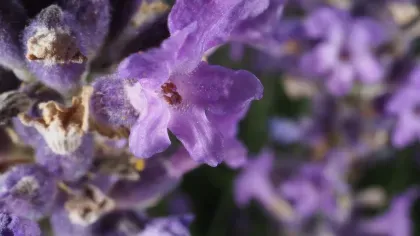 A small purple lavender flower