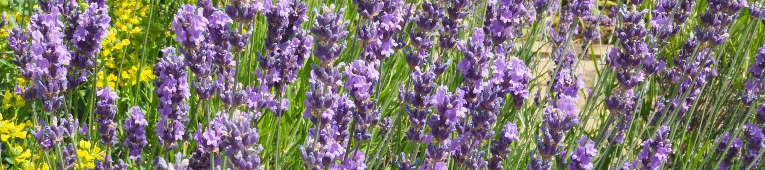 A cluster of purple lavender flowers growing on green stems