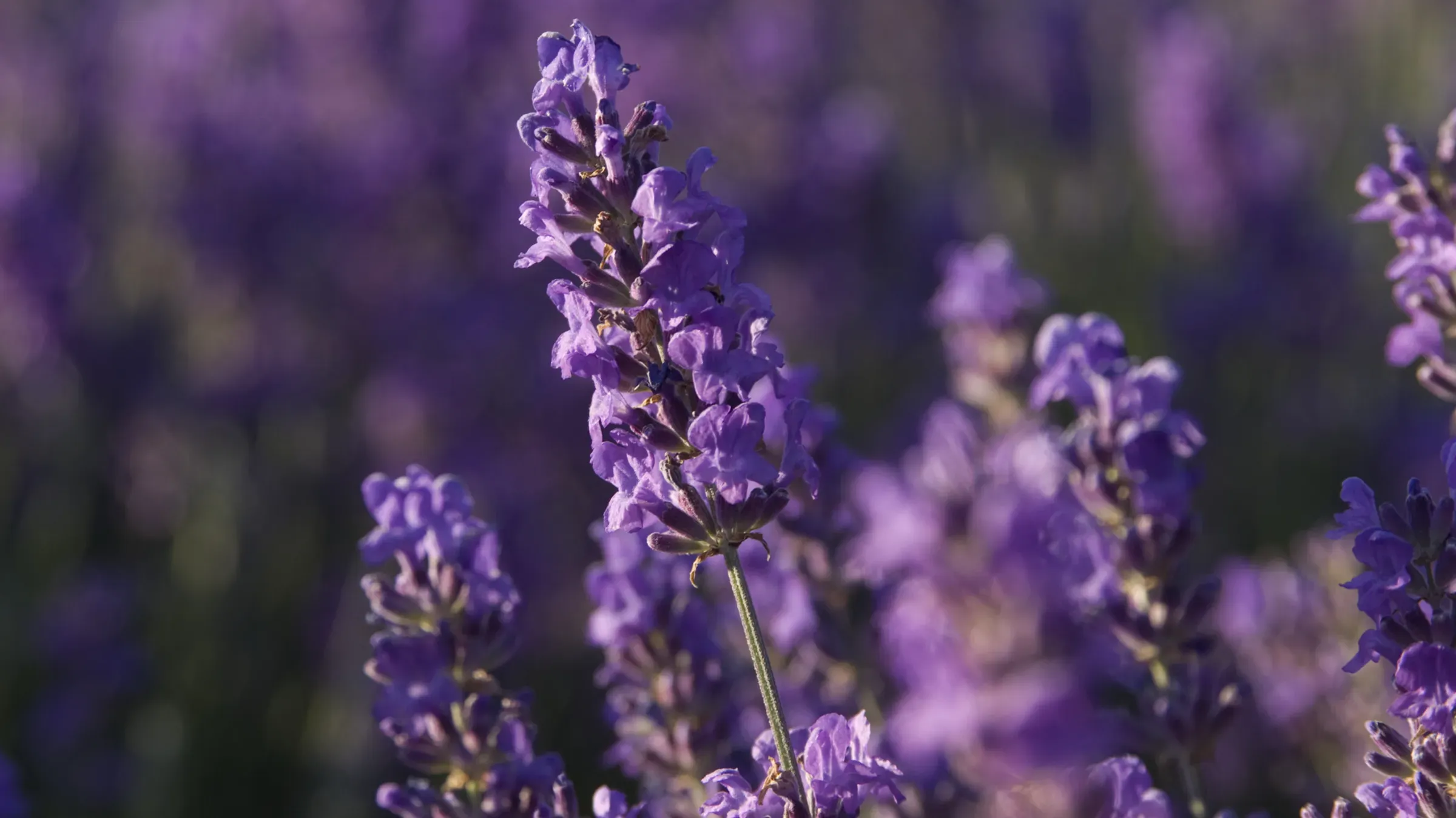 Close up on the purple flower of a lavender