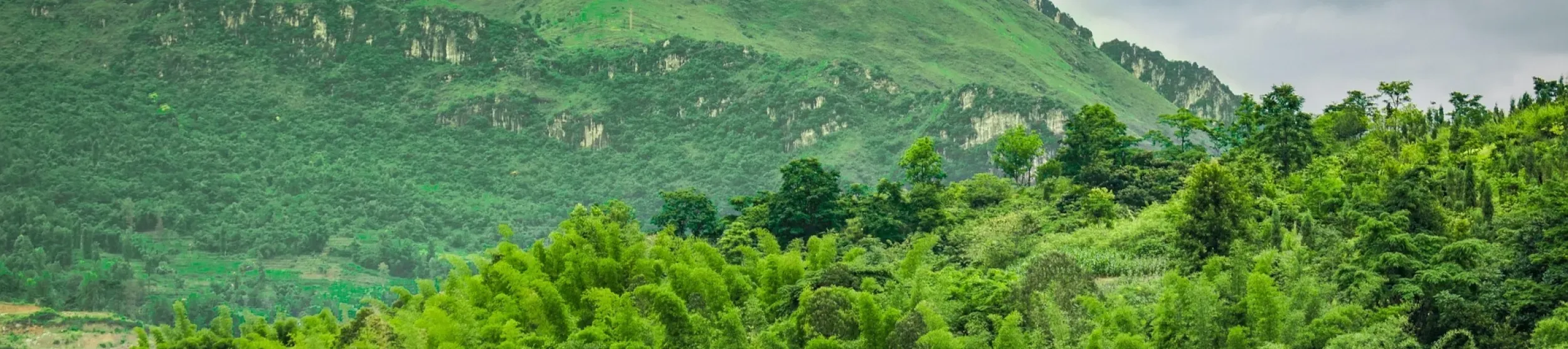 Lush green mountain slopes in China with dense forest and bamboo in the foreground, rocky cliffs along the ridgeline, and a cloudy sky overhead.