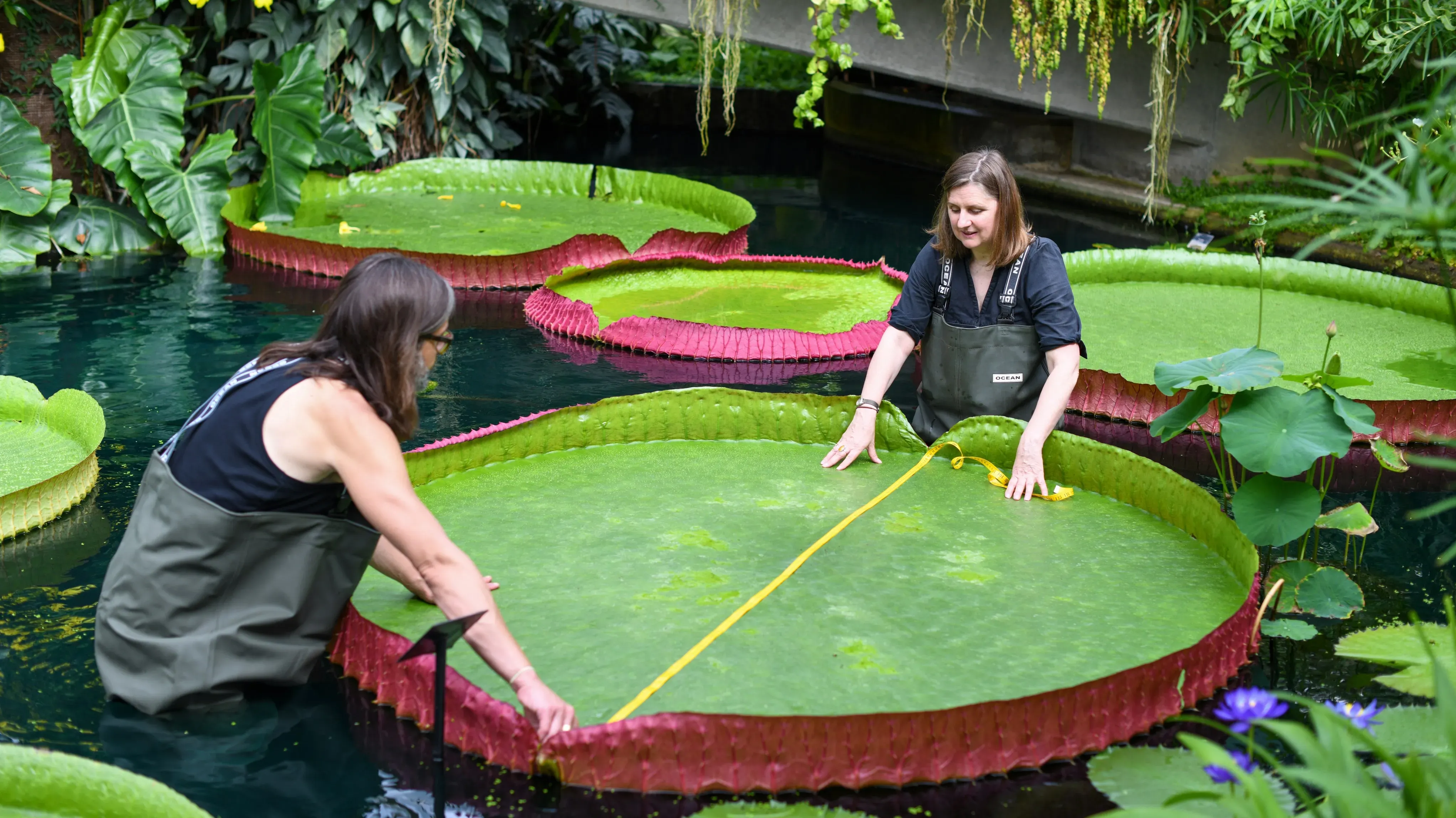 A man and a woman stand in a pond on either side of a giant waterlily leaf around two metres wide, measuring it with a tape