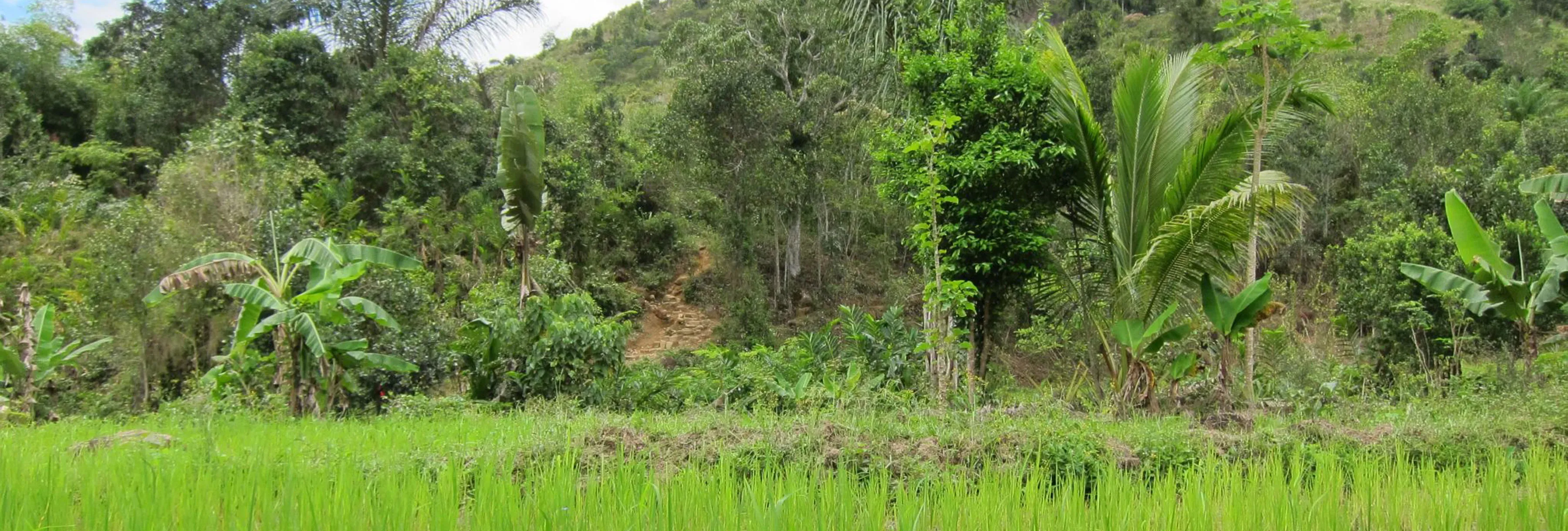 Rice paddy