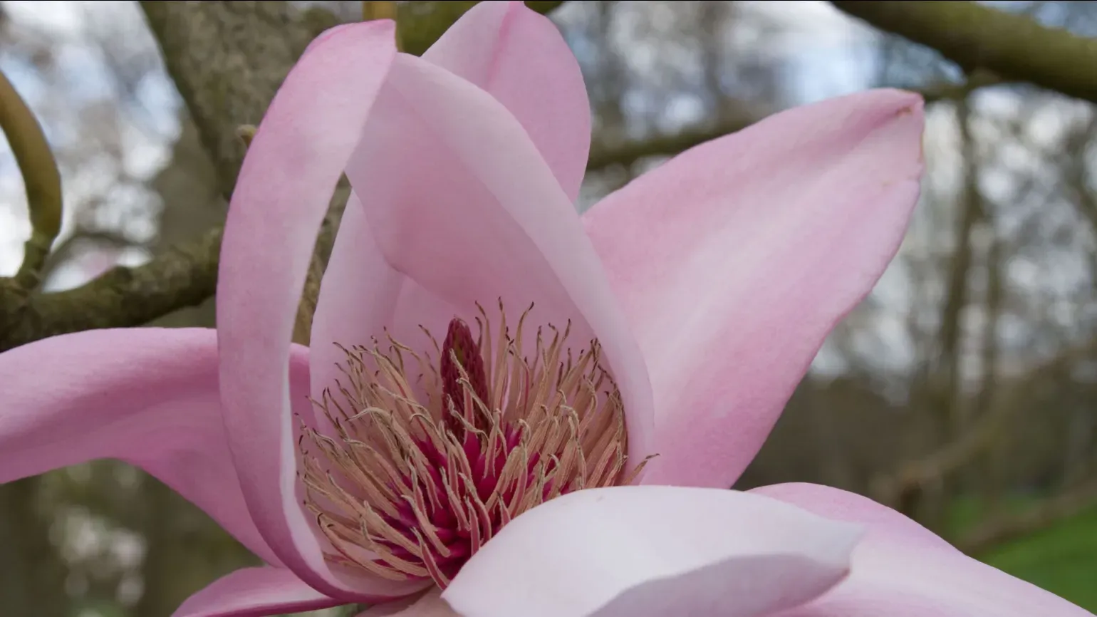 A close up on a pink magnolia flower, opened to reveal the reproductive parts inside