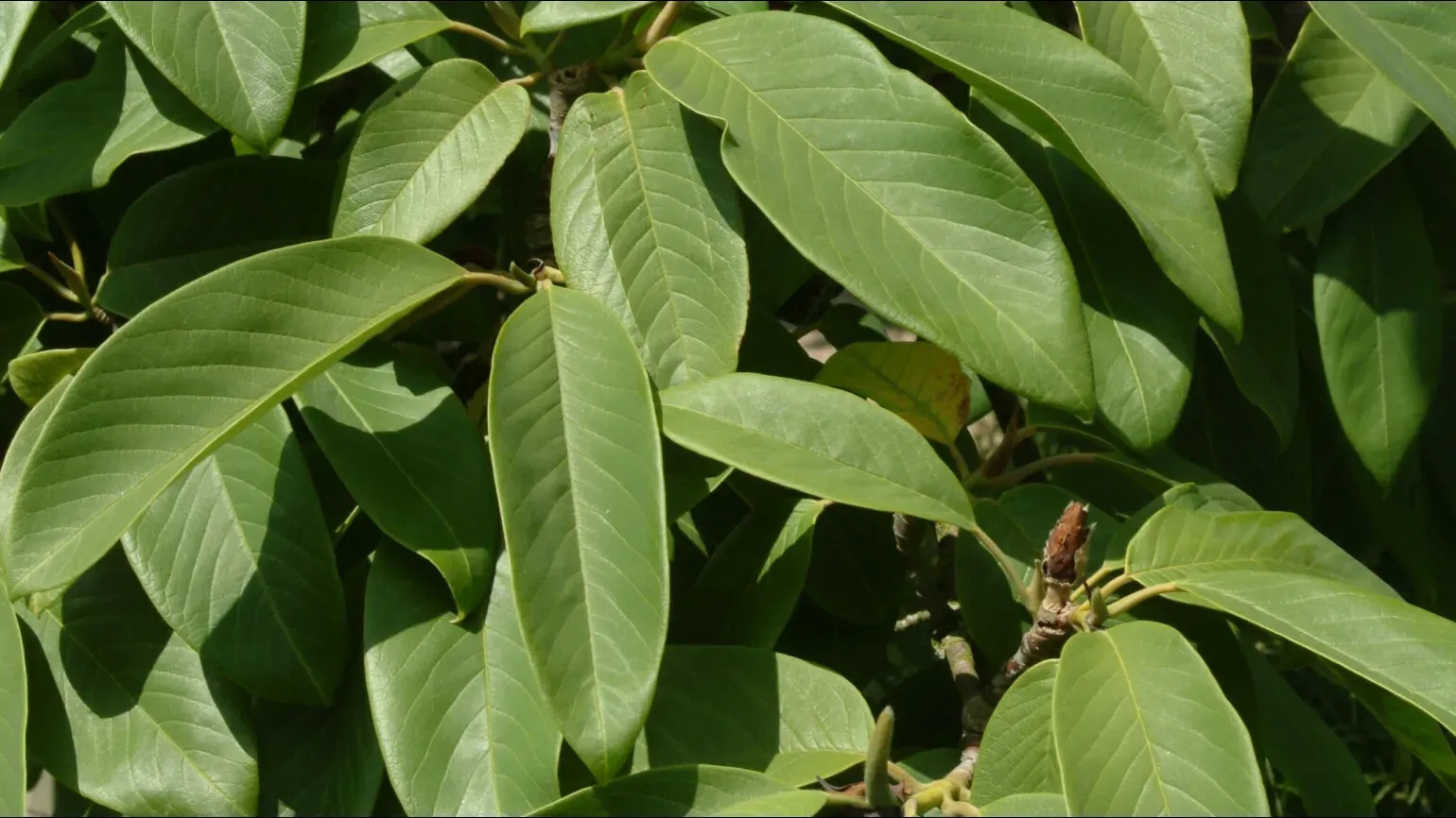 Long green oval shaped leaves of a magnolia tree