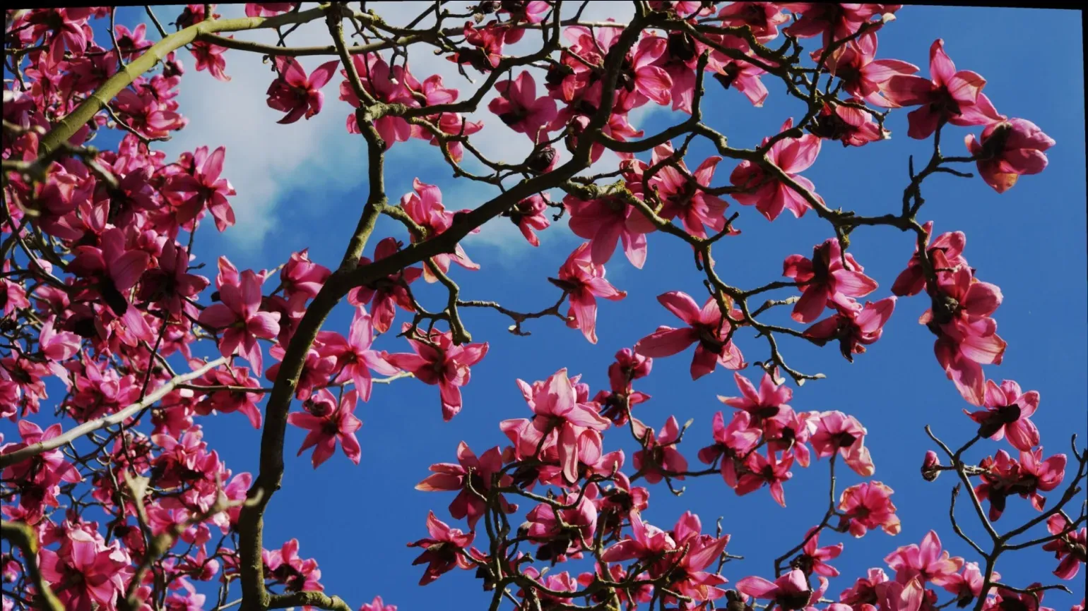A cluster of pink flowers growing on a tree in front of a blue sky