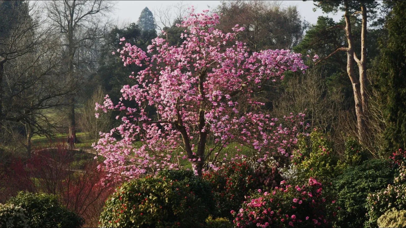 A tree covered in pink flowers surrounded by bushes and other trees