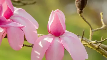 a branch of blooming magnolia