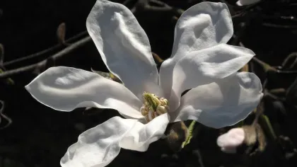 Magnolia stellata, a member of Magnolia subgenus Yulania (Image: RBG Kew / G. Kite)