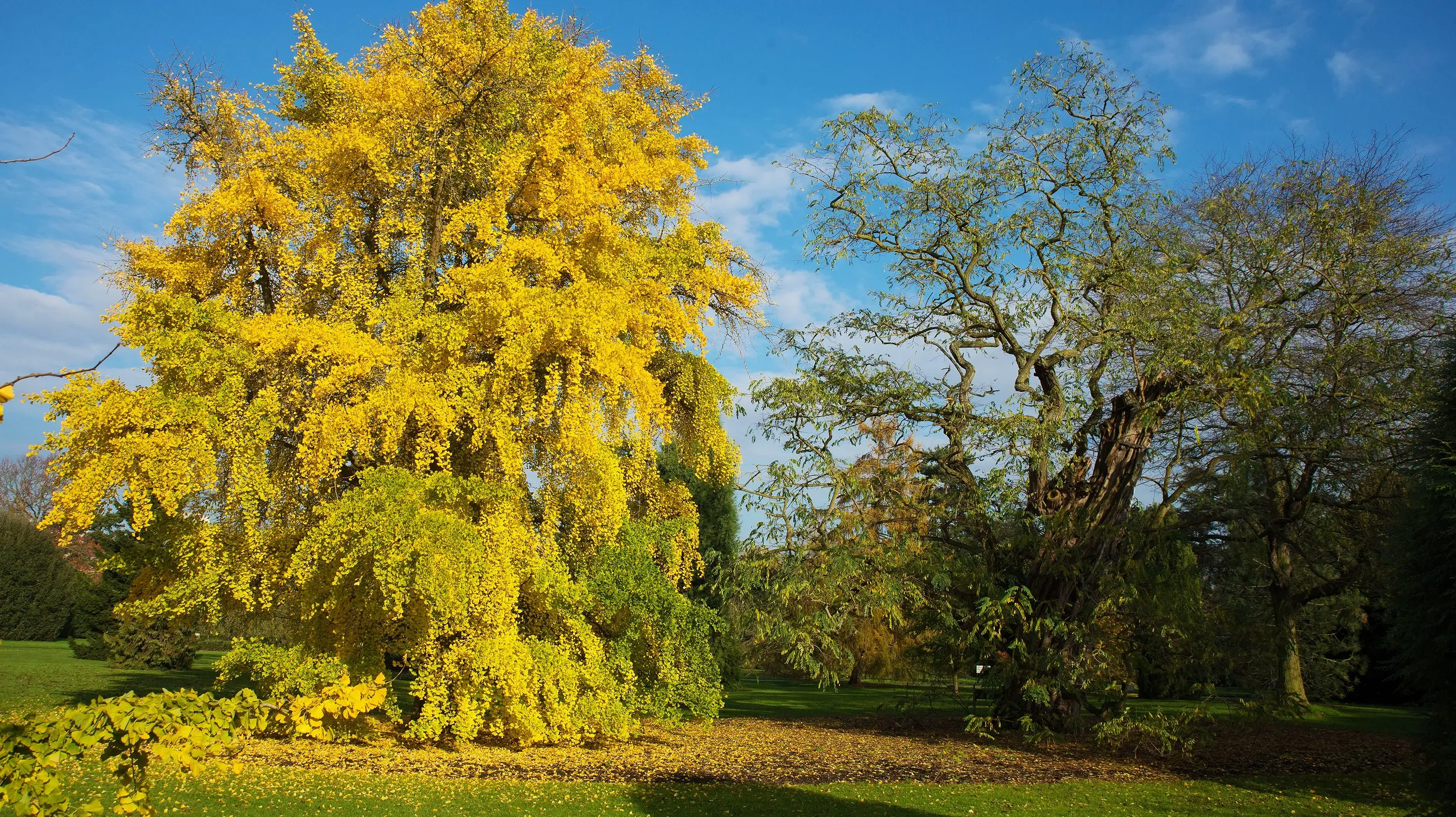 Full maidenhair tree (Ginkgo biloba) with yellow leaves in autumn