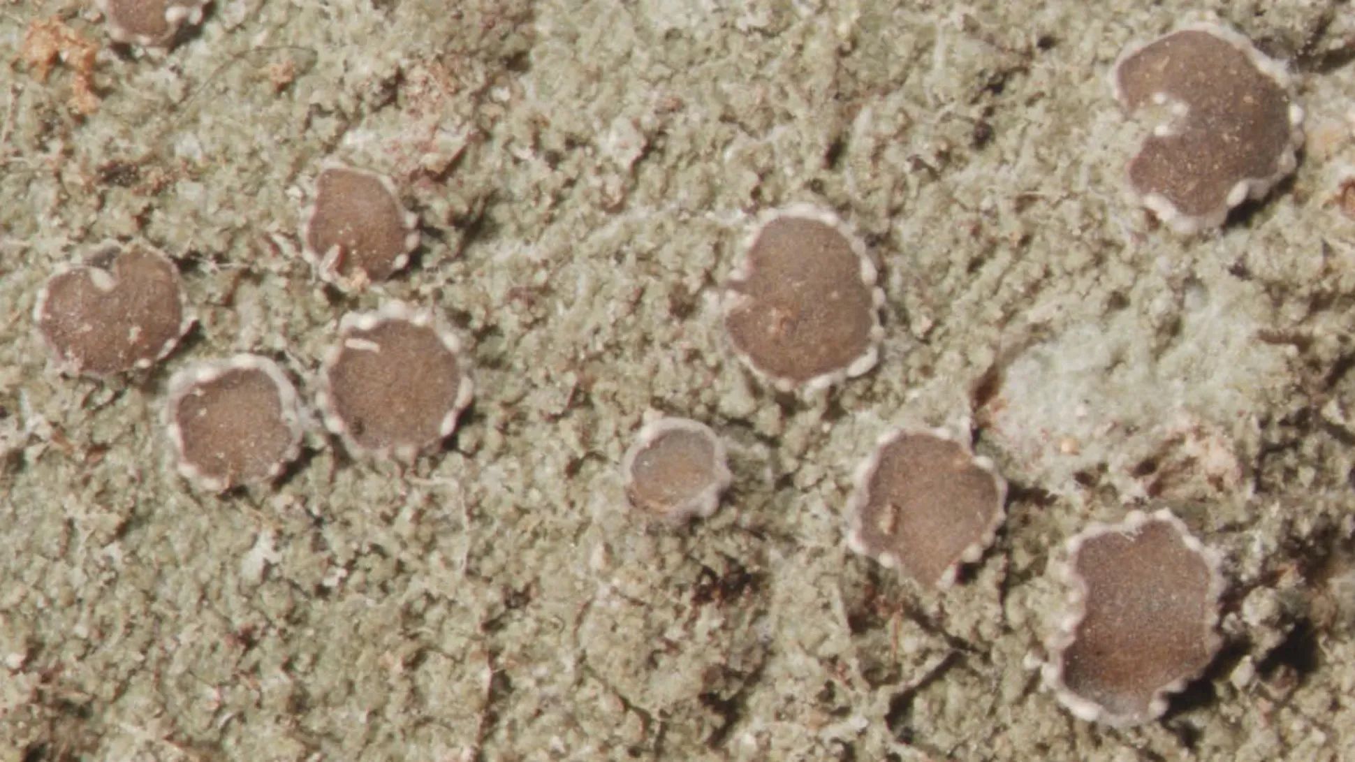 Small brown circles of Malmidea attenboroughii growing on a branch