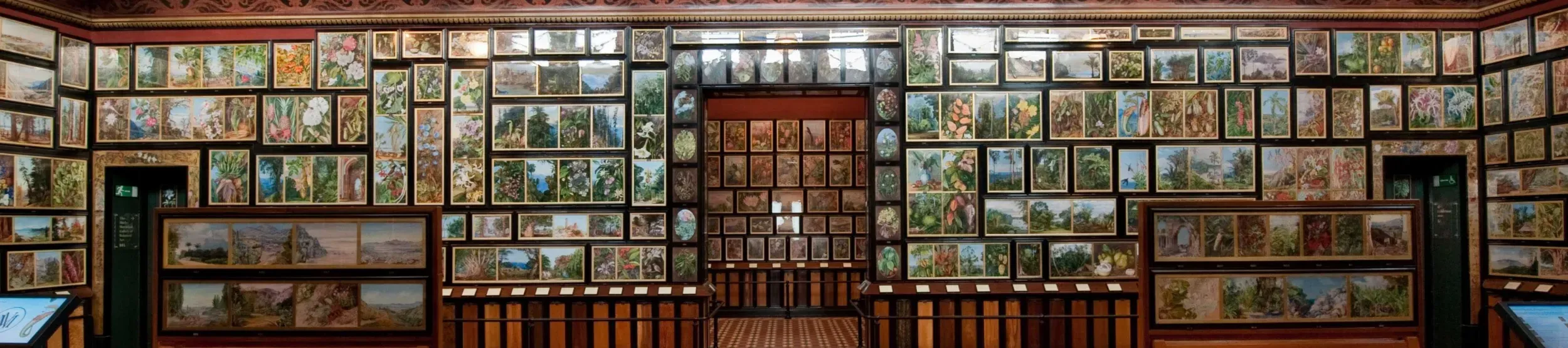 Botanical paintings linings the walls of a gallery