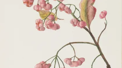 A watercolour of Euonymus europaeus (European spindle) by Mary Anne Stebbing (c1845 –1927)