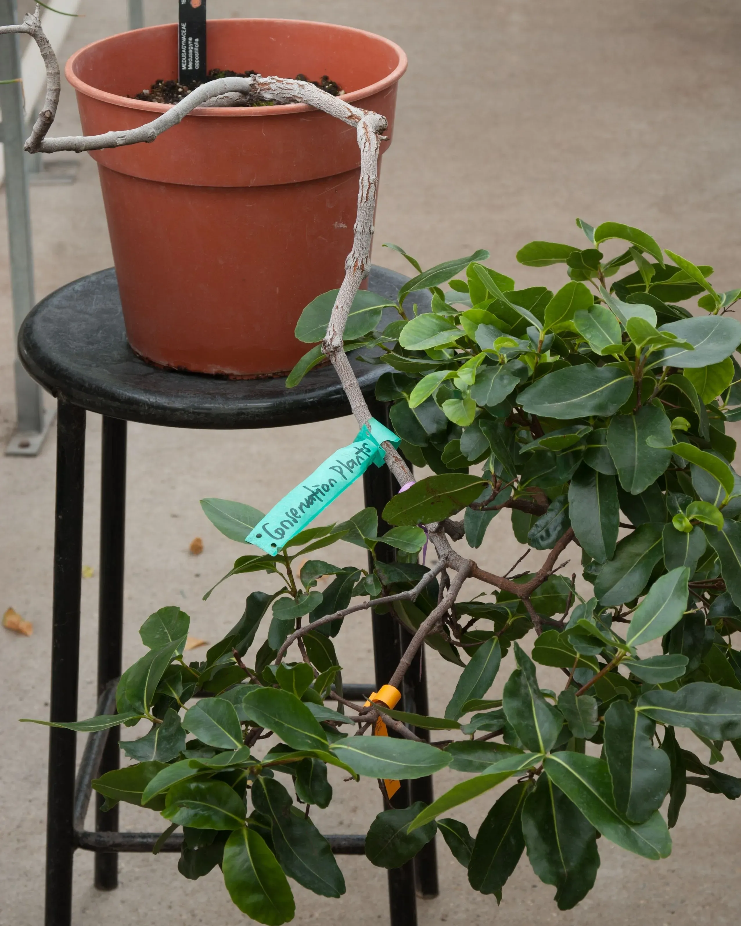 A branch of jellyfish tree (Medusagyne oppositifolia) extending out of a plant pot