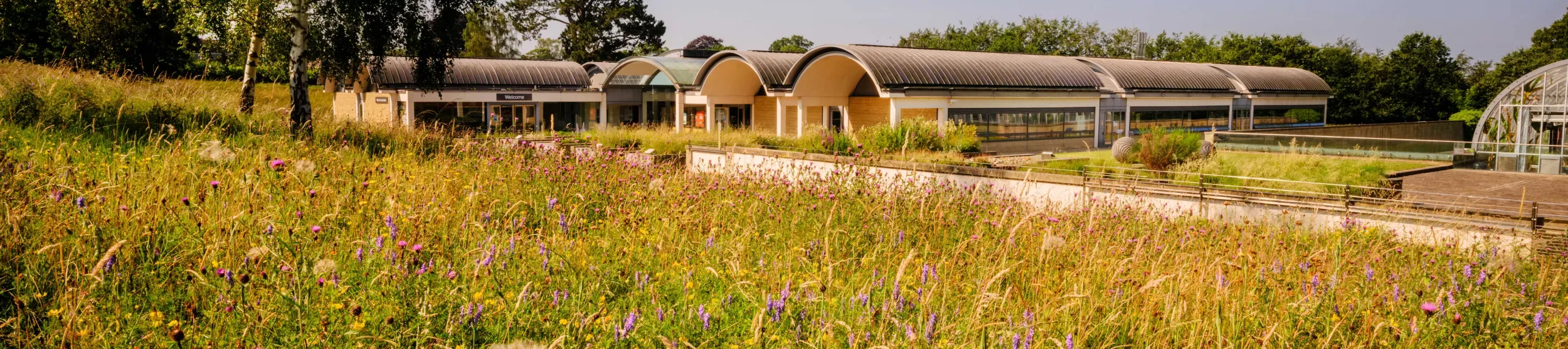 A meadow on a summers' day and just behind it, Kew's Millennium Seed Bank - domed roofs are visible in the background.